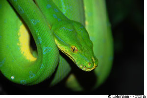 Les serpents venimeux sont souvent très colorés... © Lehmann/Fotolia