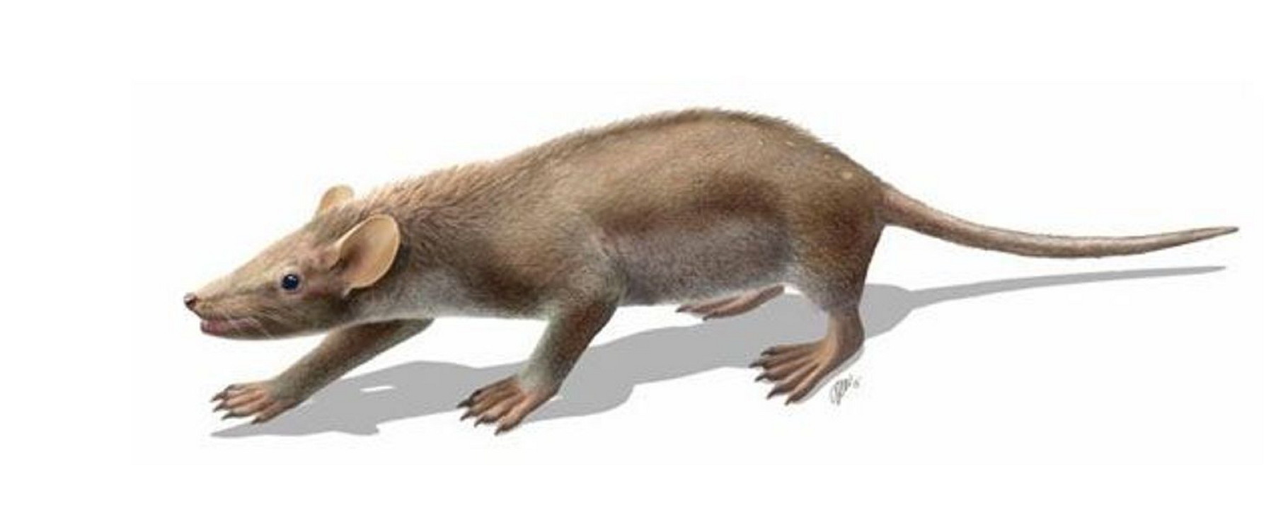 Sur son dos, Spinolestes xenarthrosus cachait des épines au milieu de son pelage. Ce petit mammifère de 25 cm de long, qui pesait moins de 100 grammes, vivait au Crétacé inférieur, avant l'impact de l'astéroïde qui a creusé le cratère de Chicxulub. L'espèce a disparu, comme beaucoup d'autres, dont les dinosaures non&nbsp;aviens. © O. Sanisidro