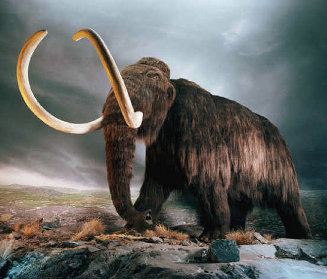 Le mammouth laineux (Mammuthus primigenius) aurait disparu voilà plus de 10.000 ans, mais certains veulent croire que son espèce&nbsp;pourrait être ressuscitée. © Hawkoffire, Flickr, cc by 2.0