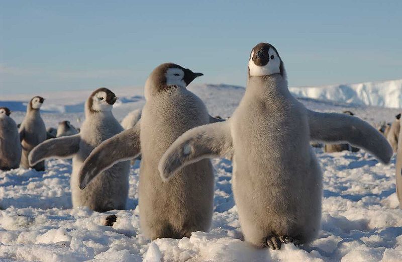 Des manchots empereurs (souvent malencontreusement baptisés pingouins), ici en bas âge. © Hannes Grobe/AWI, Wikipédia, cc by 3.0