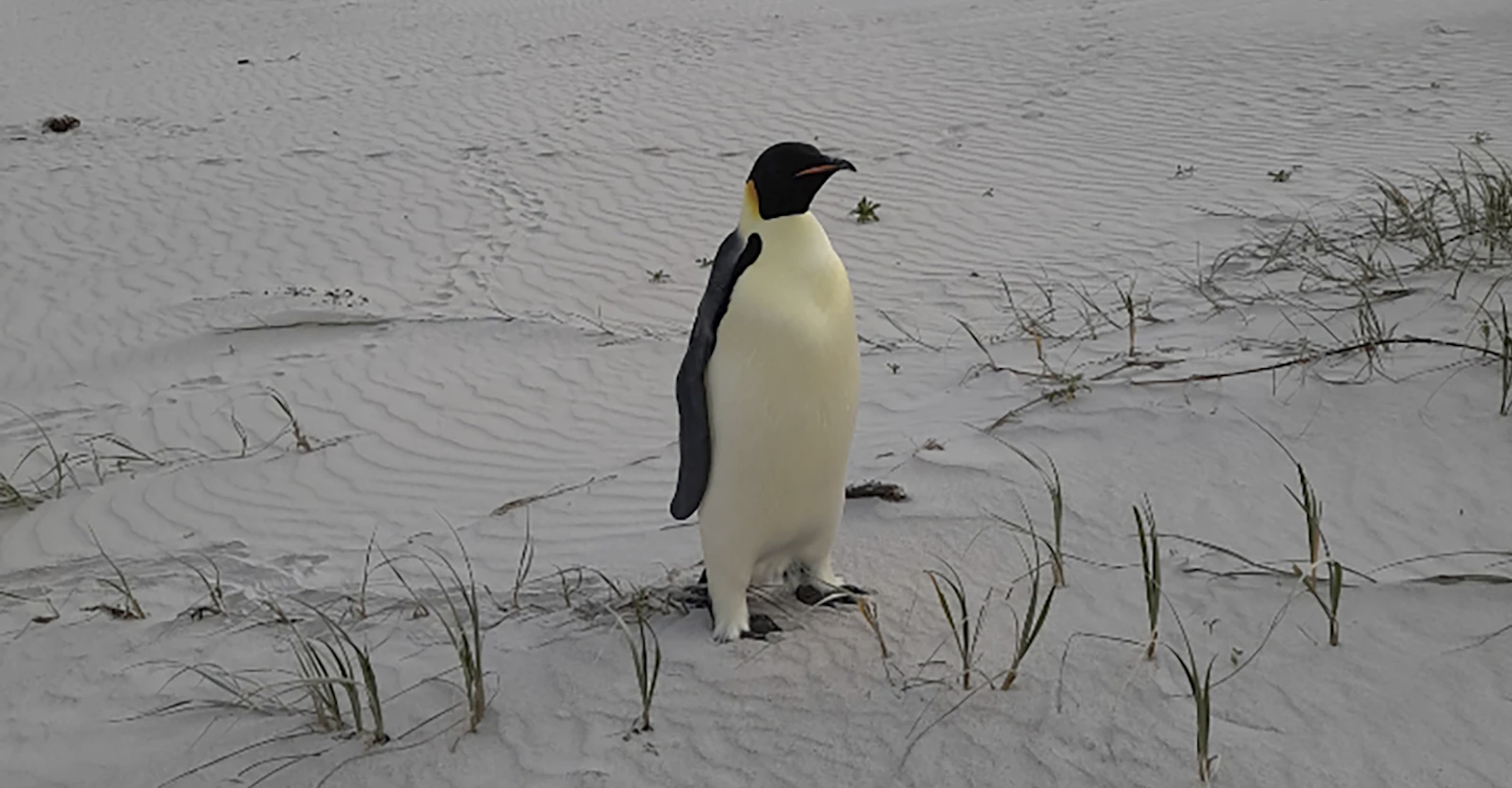 Un manchot empereur a été retrouvé sur une plage en Australie, bien loin des régions glacées dans lesquelles il a l’habitude d’évoluer. © Department of Biodiversity, Conservation and Attractions, Government of Western Australia