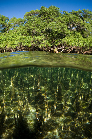 Mangrove de Madagascar. Sous l’eau, on peut voir les pneumatophores des palétuviers, ces organes qui permettent aux racines de respirer malgré l’absence d’oxygène dans les vases où elles s’enfoncent. © UICN, GMSA