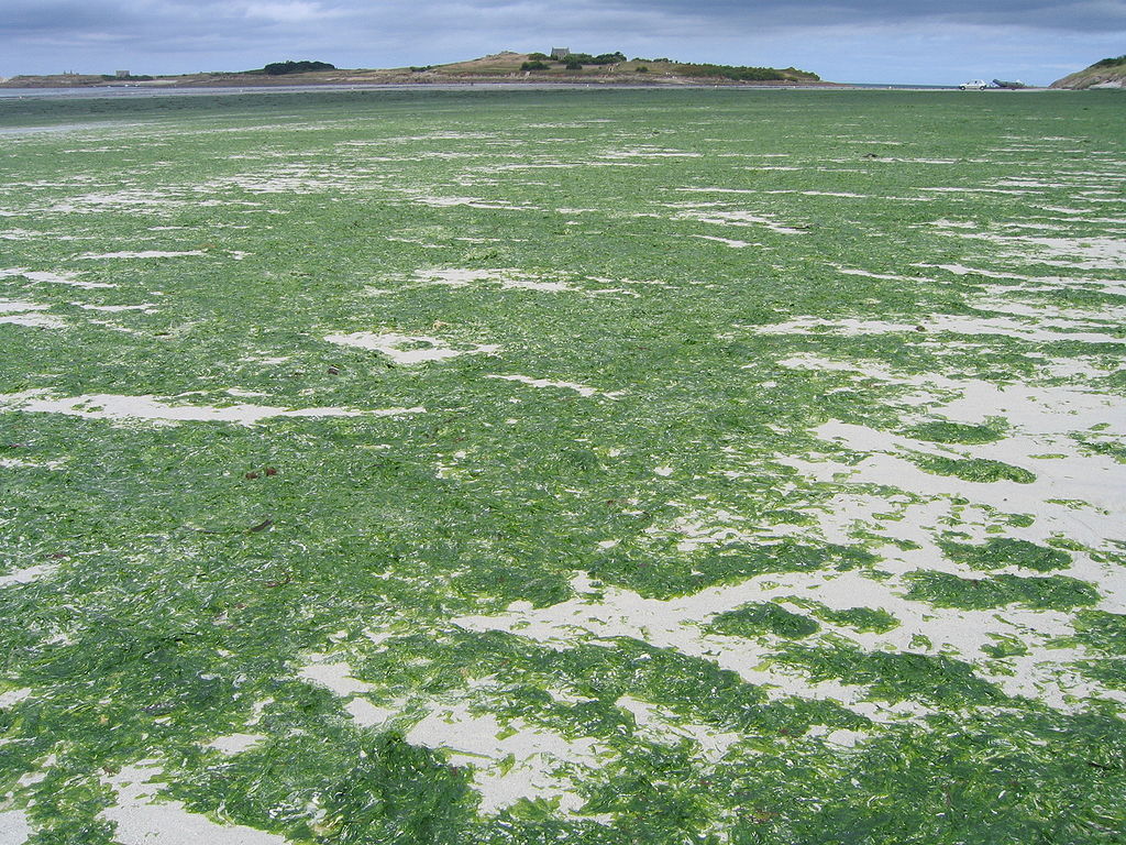 Des algues&nbsp;Ulva Armoricana&nbsp;lors d'une marée verte dans le nord du Finistère.&nbsp;© Thesupermat, Wikipédia, GNU 1.2