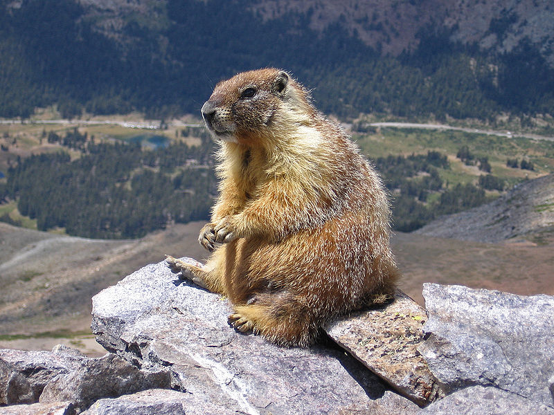 Les marmottes au ventre jaune ont augmenté leur poids de 10% en 30 ans, et leur population a triplé en 10 ans. © Inklein / Licence Creative Commons