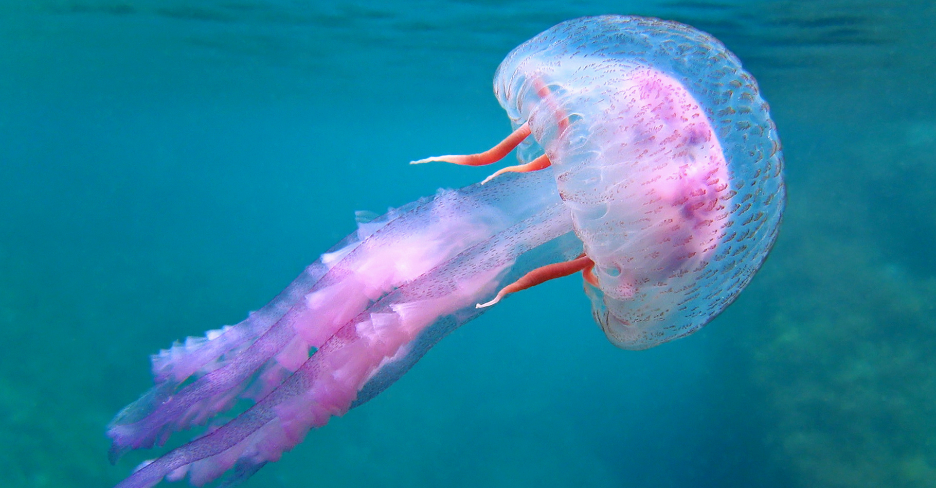 Pelagia noctiluca est une petite méduse urticante, présente notamment en Méditerranée. © Vilainecrevette, Shutterstock 