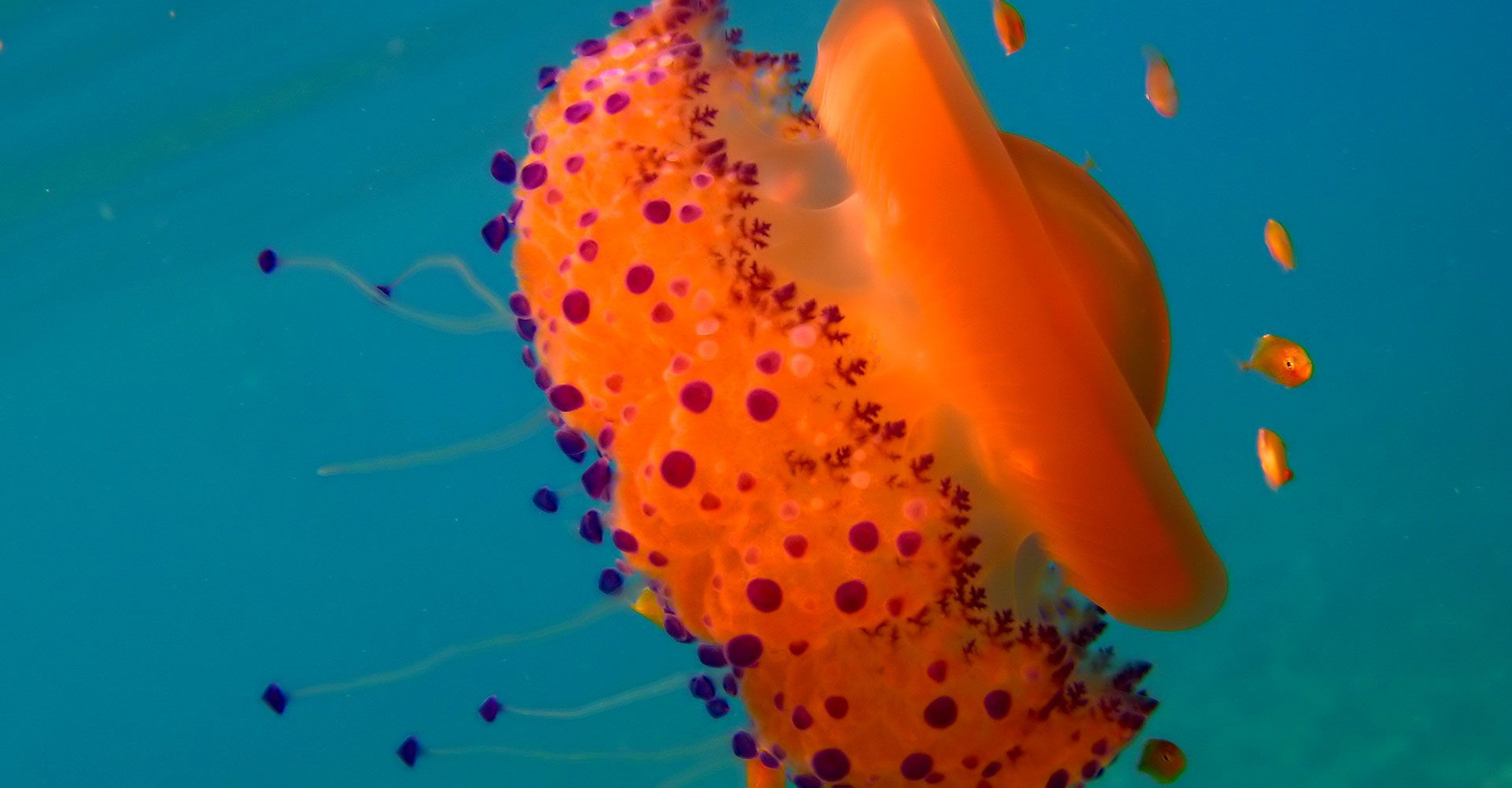 D'envoûtantes méduses en 20 photos