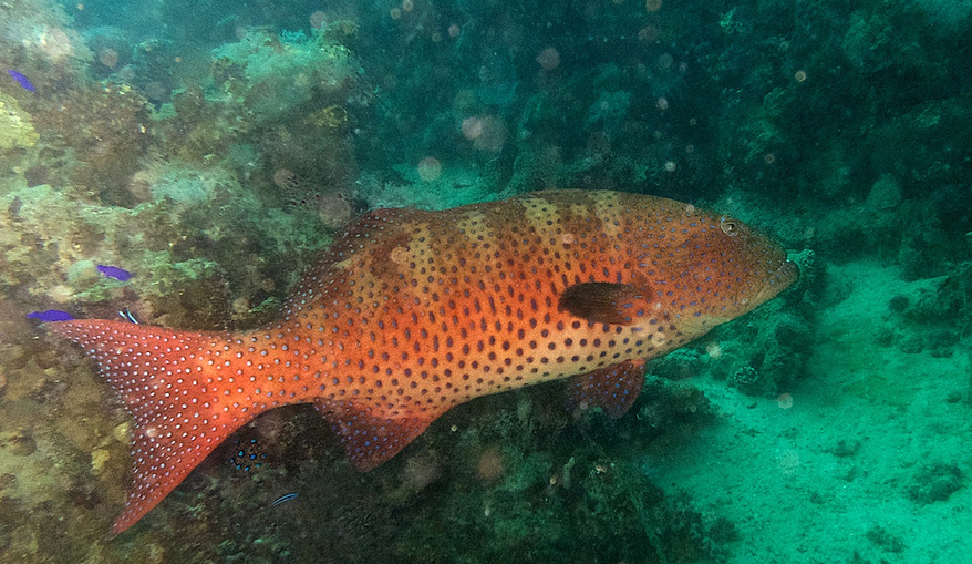 Ce mérou Plectropomus pessuliferus a été photographié en mer Rouge. Cet animal peut atteindre 130 cm de long et être observé jusqu'à 150 m de profondeur. © Jean-Loup Castaigne, Flickr, cc by nc sa 2.0