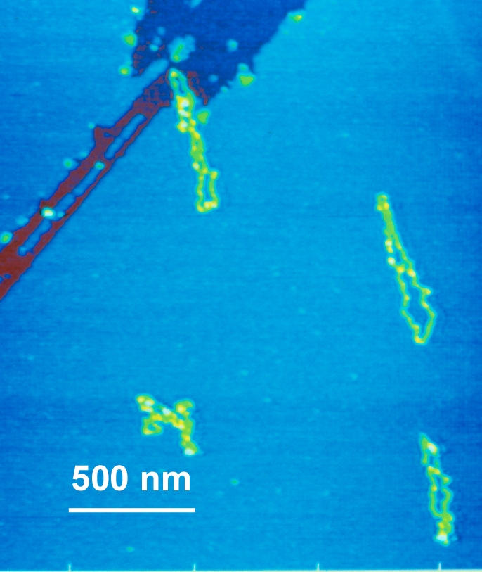 En jaune des molécules organiques à la surface du mica (en bleu). L'observation s'est faite avec un microscope à force atomique. Crédit : Helen Greenwood Hansma, UC Santa Barbara