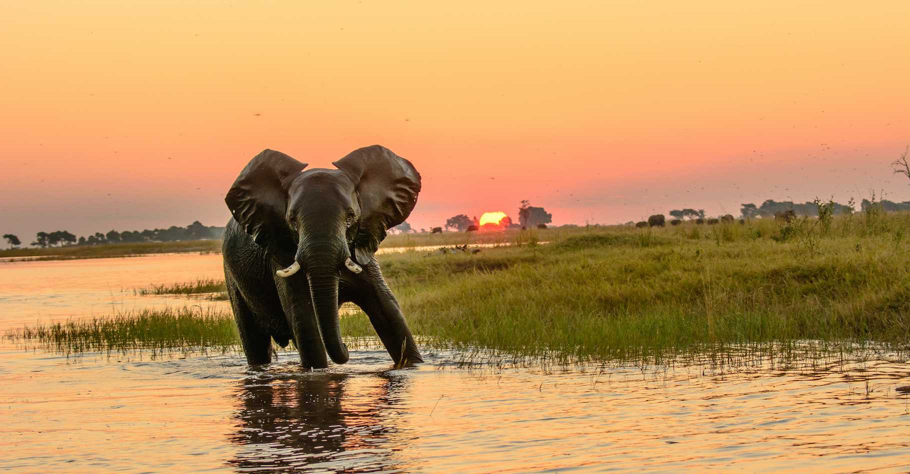 Au Botswana, on trouve la plus grande population d’éléphants d’Afrique. Mais un mal mystérieux semble les toucher depuis 2020. © jtplatt, Adobe Stock