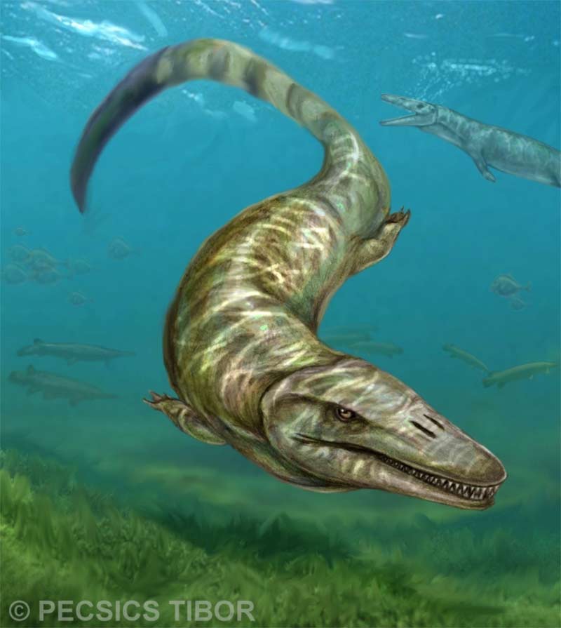 Représentation artistique de Pannoniasaurus inexpectatus, le premier  mosasauridé d'eau douce découvert. Le plus petit individu trouvé mesurait 70 cm de long, contre 6 m pour le plus grand (dimensions déterminées sur la base de l'analyse de vertèbres). © Pecsics Tibor