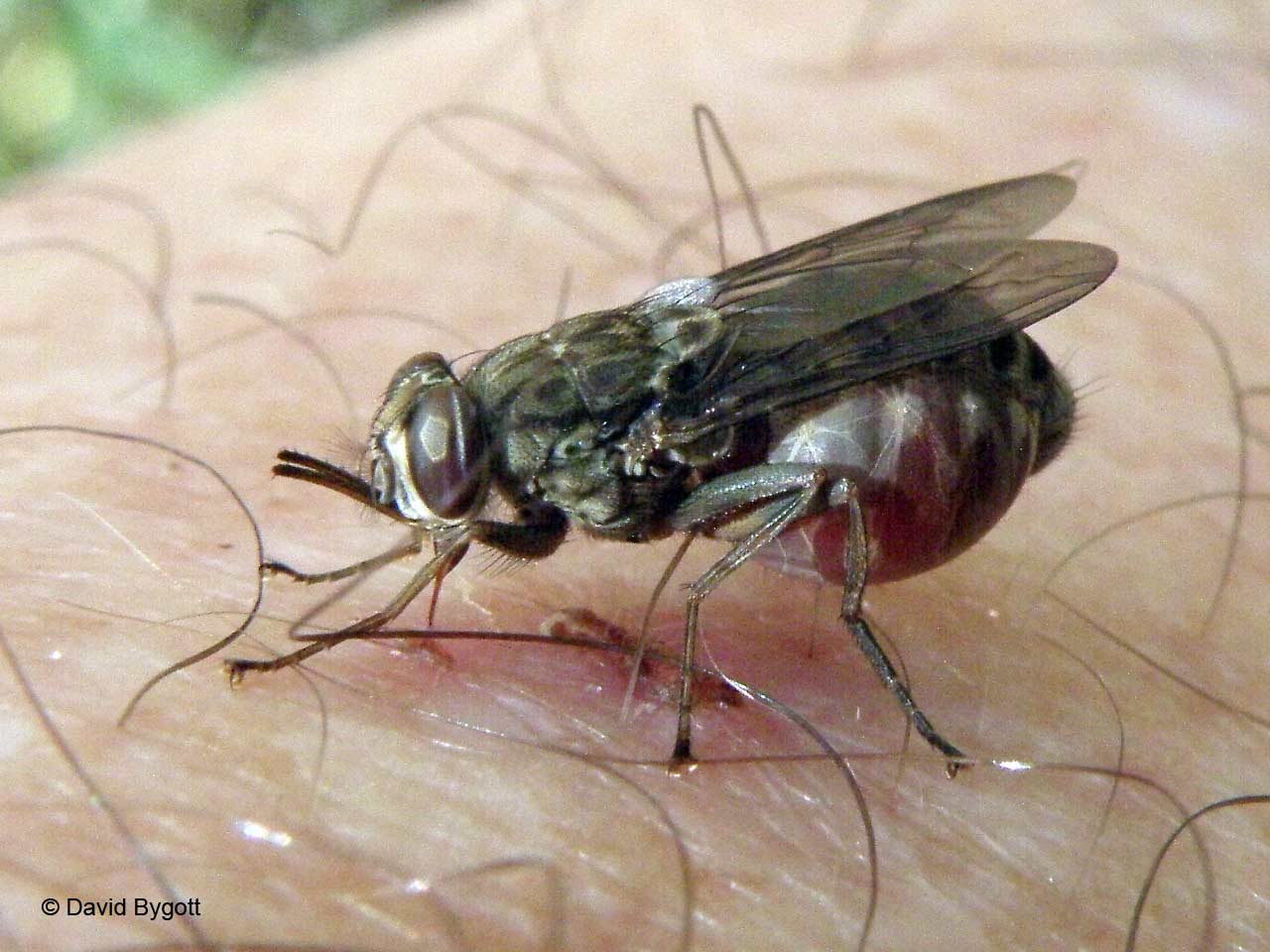 En connaissant le génome de la mouche tsé-tsé, les chercheurs espèrent trouver de nouvelles solutions d’éradication de cet insecte. © David Bygott, Flickr, cc by nc sa 2.0