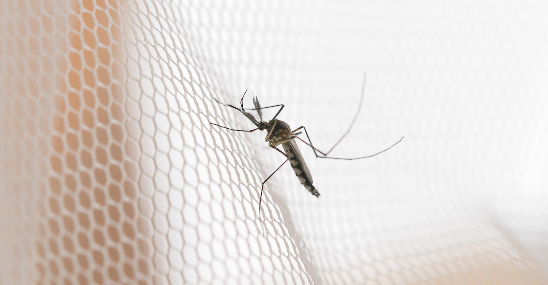 La diffusion de moustiquaires imprégnées d’insecticides a permis de faire reculer le paludisme. Mais les moustiques deviennent résistants. Heureusement, les chercheurs ont de la ressource. Une équipe de l’université du Texas à El Paso (États-Unis) avance que l’ajout de simple savon aux insecticides peut augmenter leur efficacité. © grooveriderz, Adobe Stock