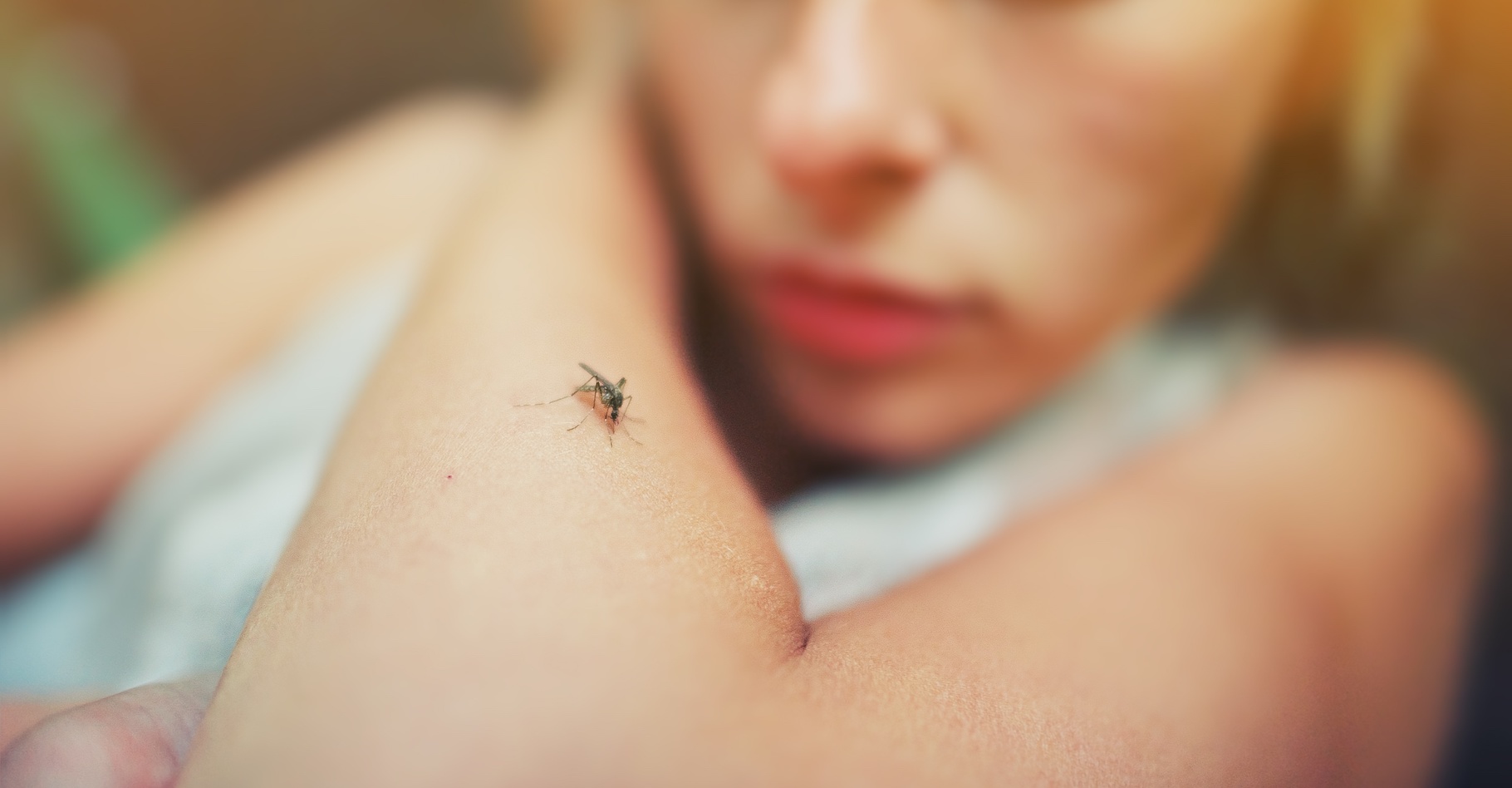 Des chercheurs de l’université de Princeton (États-Unis) ont mis au point un protocole complexe qui leur a permis de comprendre comment les moustiques Aedes aegypti repèrent spécifiquement les odeurs humaines. © raisondtre, Adobe Stock