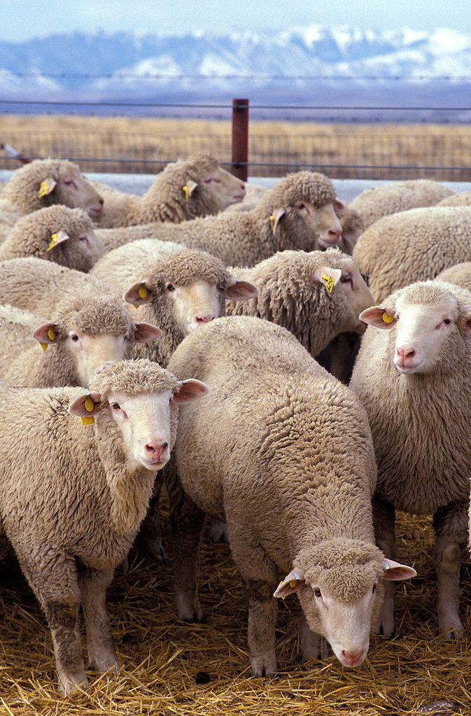 Le virus de Schmallenberg s'est principalement attaqué aux moutons, puisque 172 cas des 186 détectés en Allemagne concernent l'ovin. Cependant, puisque les dégâts se manifestent à la naissance et que la période de gestation des vaches est plus longue, on pourrait constater une mortalité importante aux mois de février et mars chez les bovins. © Agriculture Research Service, Wikipédia, DP