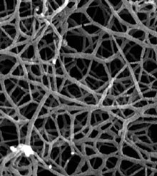 Une image au microscope électronique du réseau de nanofibres formées de peptides. © Journal of Neuroscience