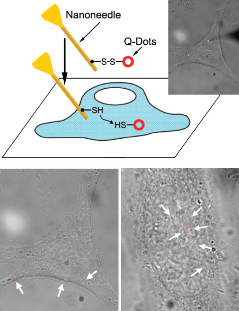 Schéma illustrant  la livraison de biosondes dans la cellule. On voit la nano-aiguille (nanoneedle) injecter des boîtes quantiques (Q-Dots) fluorescentes (en rouge). On peut en suivre les trajectoires au microscope comme le montrent ces images. Crédit : Université de l'Illinois, Urbana-Champaign