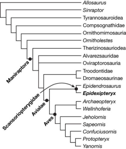 Epidexipteryx hui et sa place probable dans l'arbre phylogénétique. Crédit : Nature