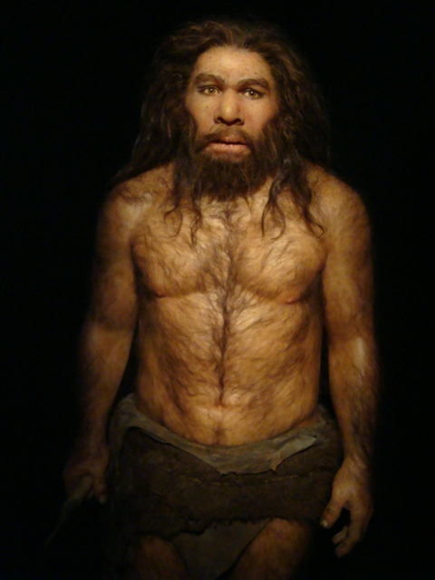 Une étude montre la trace de tumeur bénigne dans un os d'Homme de Néandertal. © Fuzyrapptor, Flickr, cc by nc sa 2.0