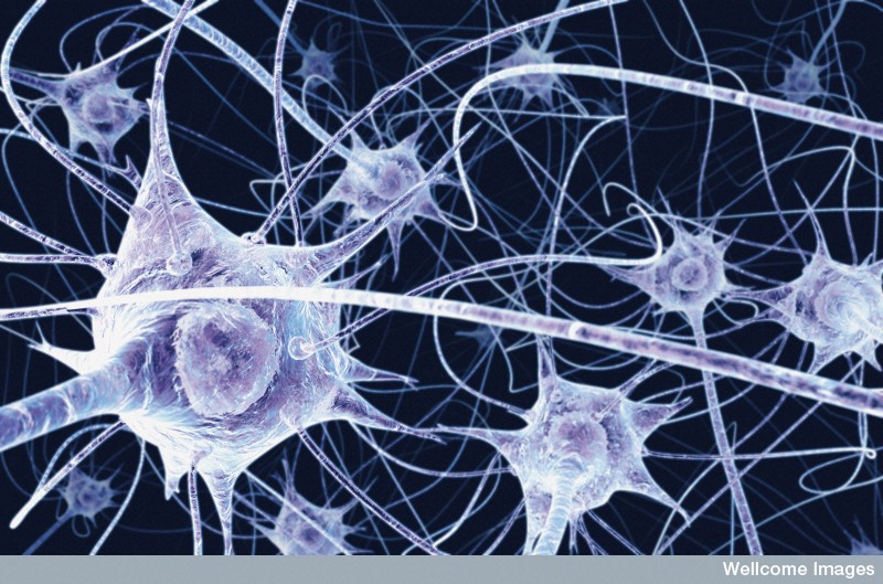 Les neurones, qui seraient environ 86 milliards dans le cerveau d'après les estimations, seraient en fait d'une grande diversité génétique. Cela nous aidera-t-il à mieux comprendre les subtilités du fonctionnement de cet organe si particulier, si complexe et à la fois si fascinant ?&nbsp;© Benedict Campbell, Wellcome Images, Flickr, cc by nc nd 2.0