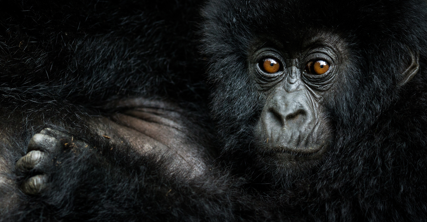Le gorille ne faisait pas partie du Big Five des chasseurs de trophées. Notre cousin fait son apparition méritée dans celui des photographes. © Nelis Wolmarans, New Big 5 project