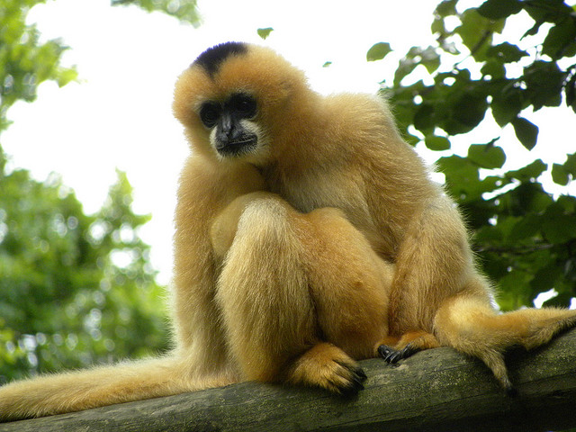 Le gibbon est un petit primate vivant dans les forêts tropicales asiatiques. © Stuutjs, Flickr, CC by-nc 2.0 