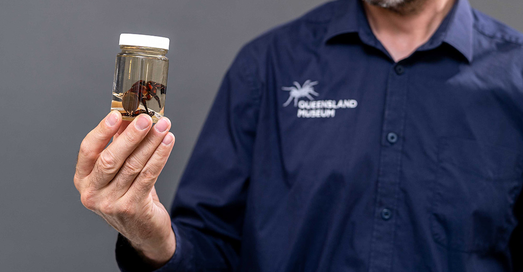 Des chercheurs du Queensland Museum (Australie) viennent d’identifier une nouvelle espèce d’araignée trappe géante. © Queensland Museum