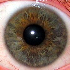 Sur cette image on peut observer l'iris et la pupille d'un œil. Le diamètre et la contraction de la pupille varieraient avec la douleur. © Michael Reeve, Wikimedia Commons, cc by sa 3.0