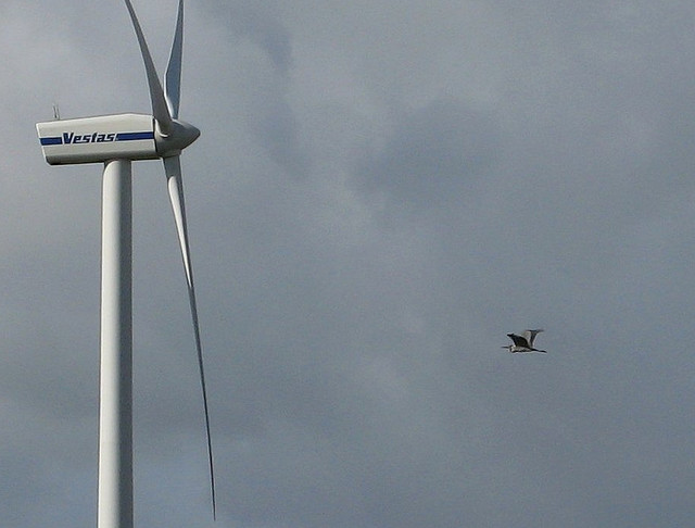 Selon une étude de la LPO réalisée en 2007, chaque éolienne française tuerait entre 0 et 40 oiseaux ou chauves-souris par an.&nbsp;© Southgeist, Flickr, CC by-sa 2.0