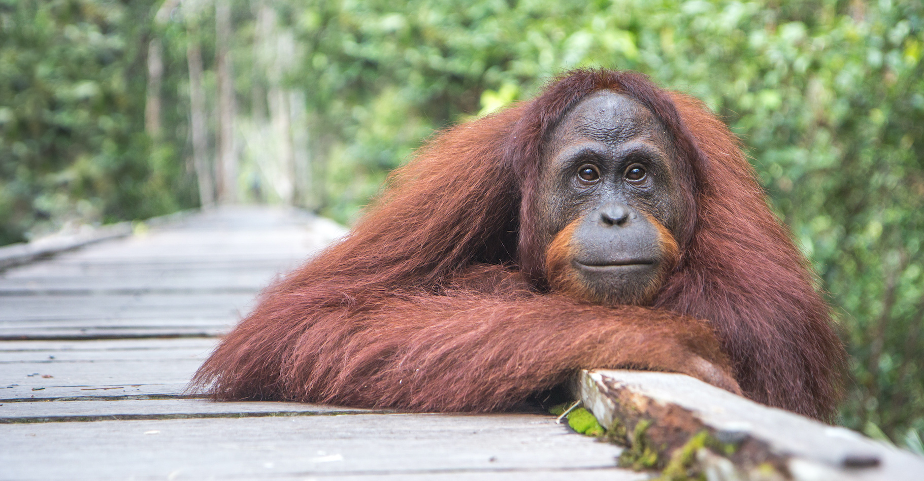 Sur l’île de Bornéo, au cœur du royaume des orangs-outans, des chercheurs ont retrouvé un oiseau qu’ils pensaient éteint depuis quelque 170 ans. © Kertu, Adobe Stock