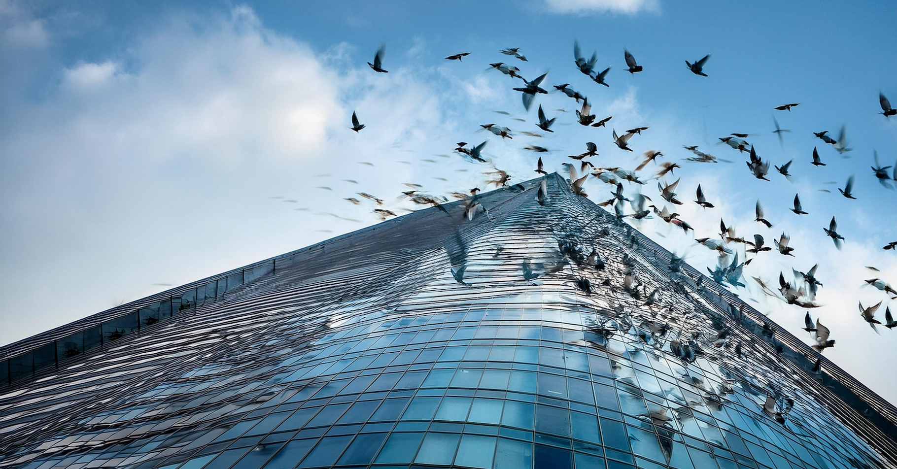 Après qu’un millier d’oiseaux sont morts sur les vitres d’un immeuble de Chicago (États-Unis), des mesures sont prises pour limiter les risques de collision. © Image générée par l’IA Adobe Firefly