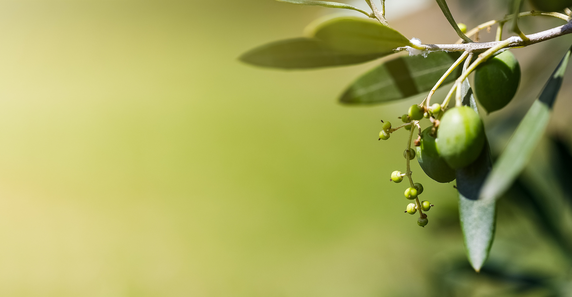Avec la sécheresse et la chaleur installées sur l’Espagne, les olives peinent à mûrir. © OlivierLaurentPhotos, Adobe Stock