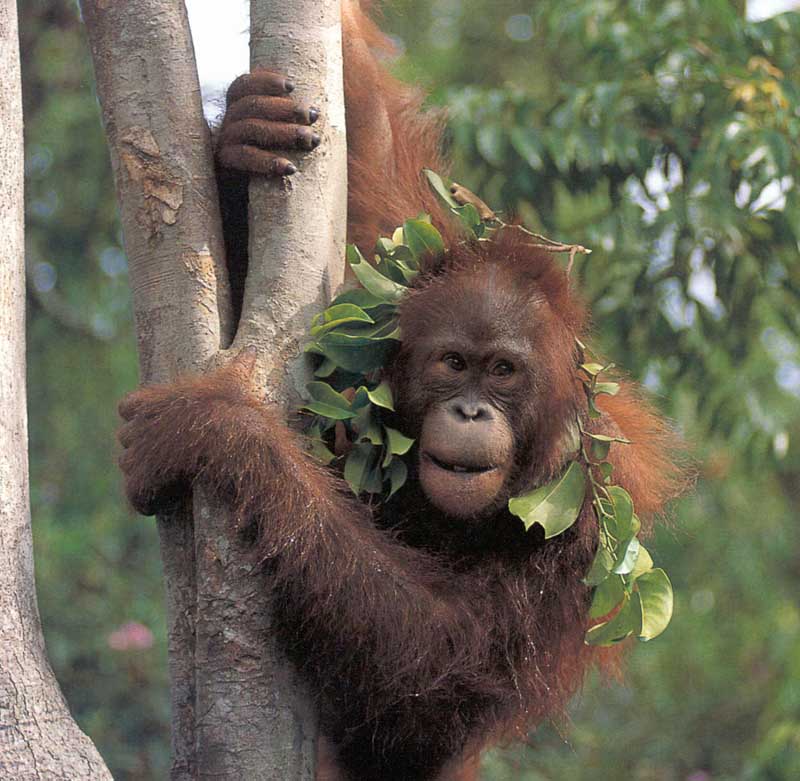 Un jeune orang-outan, la plus grande espèce de primate arboricole, au mode de vie discret et solitaire. (Pongo pygmaeus). Photo extraite de notre galerie sur les grands singes.