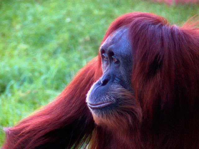 Les orangs-outans sont des primates du genre Pongo dont les deux espèces sont considérées comme menacées par l'UICN &copy; Cohiba jack, Flickr, cc by nc nd 2.0