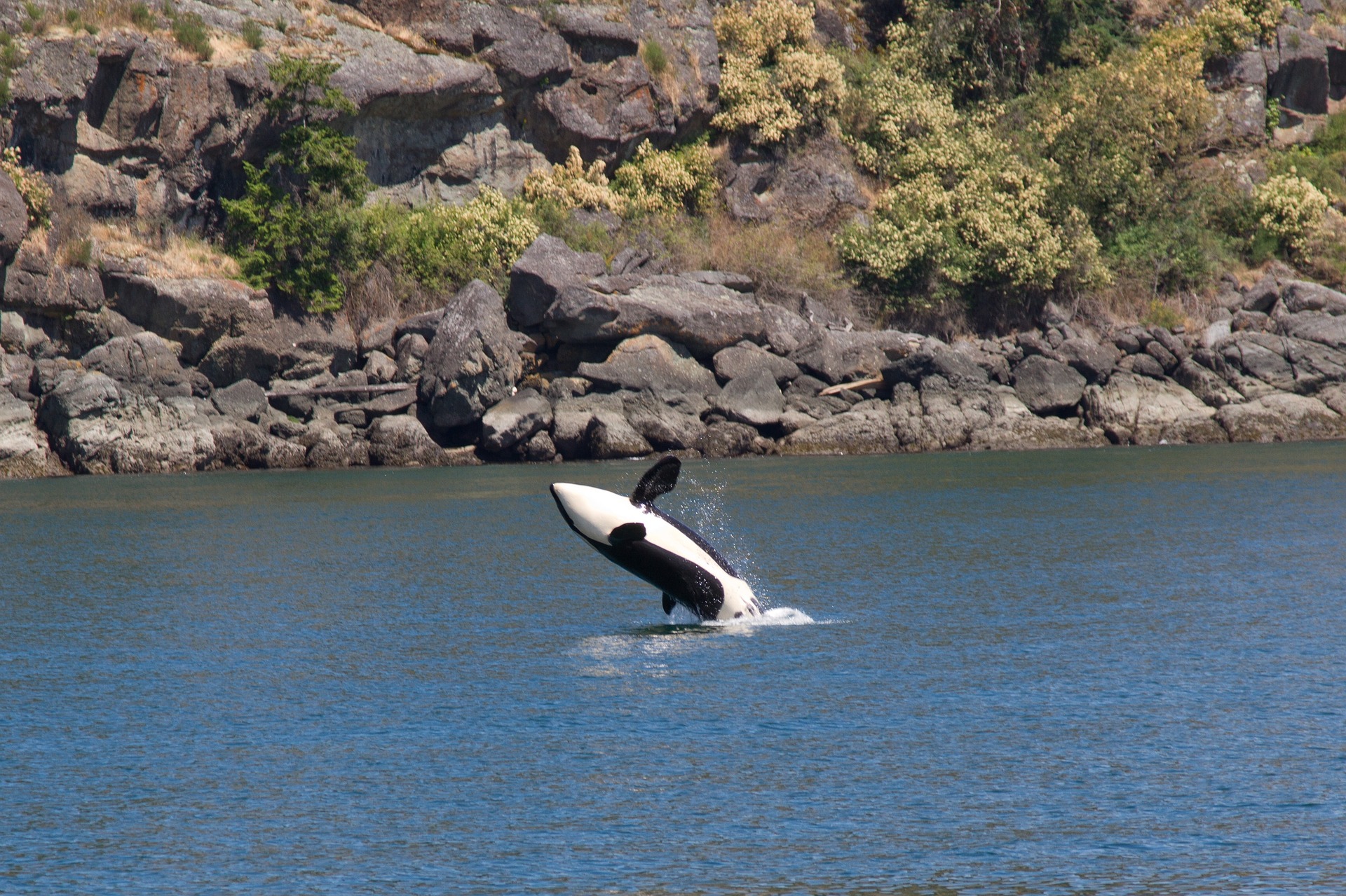 Les orques, ou épaulards, sont de puissants cétacés prédateurs largement répartis dans les océans. © jazapp, Pixabay