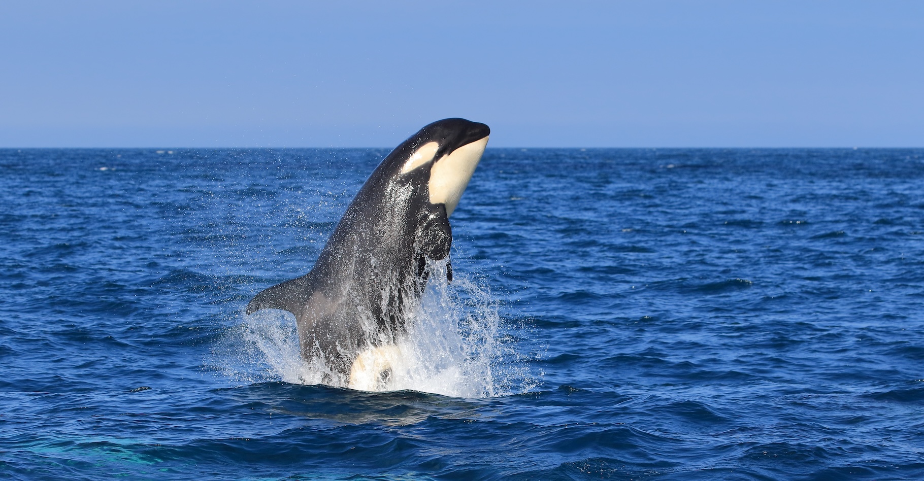 Les orques sont des animaux intelligents, connus pour chasser en groupe. Mais des chercheurs de l’université Rhodes (Afrique du Sud) ont été témoin de l’attaque réussie d’une seule orque sur un grand requin blanc. © Shiretoko Dream, Adobe Stock