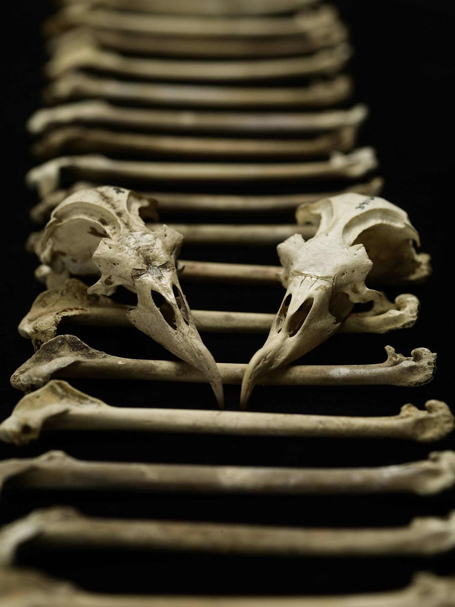 Des chercheurs ont récolté 17.000 ossements de pétrels des Hawaï et ont étudié leur composition chimique. Ils ont ainsi pu déterminer l'évolution du régime alimentaire de ces oiseaux marins sur 4.000 ans d'histoire. © Brittany Hance