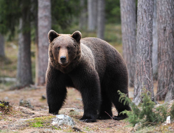 L'ours brun peut peser 130 à 700 kg. Debout, il peut atteindre une taille comprise entre 1,5 et 3,5 mètres. © Daniele Colombo, Flickr, CC by-nc-sa 2.0