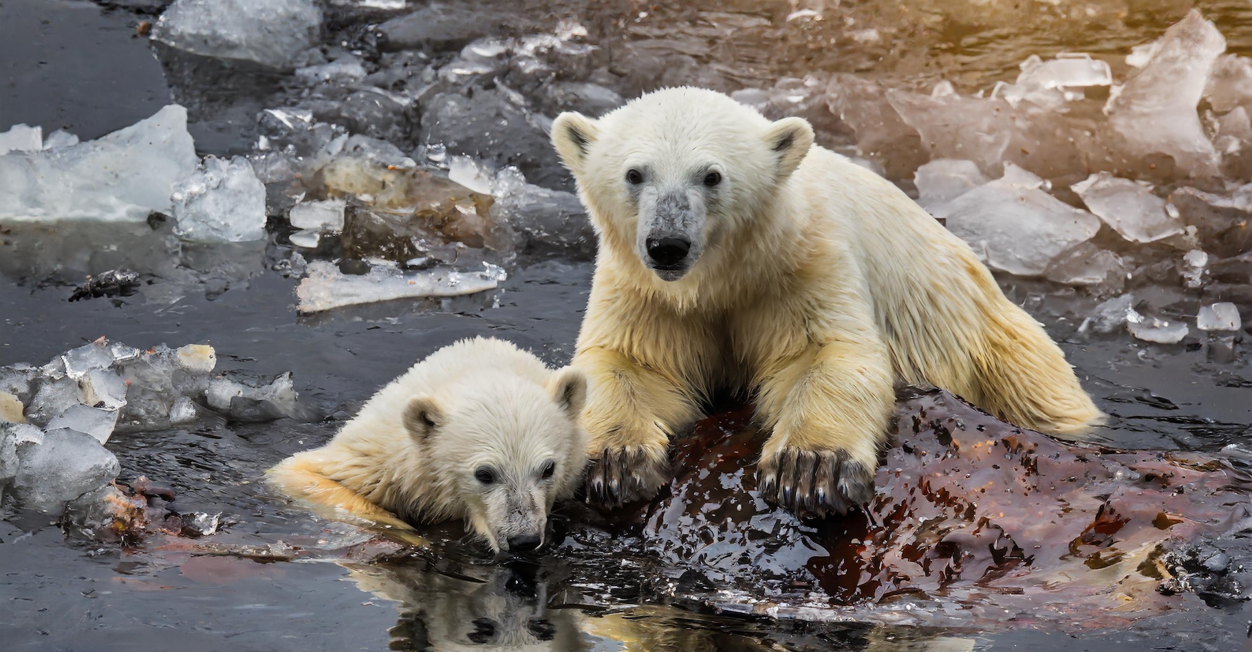 Des chercheurs préviennent que des marées noires en Alaska pourraient être fatales aux ours polaires. © Image générée par une IA, Adobe Firefly