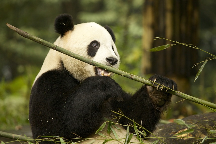Le panda est en grand danger dans le milieu naturel et fait partie des espèces menacées d'extinction. Grâce à lui, les Hommes découvriront peut-être la solution contre la crise pétrolière ! © Martha de Jong-Lantink, Fotopédia, cc by nc nd 2.0