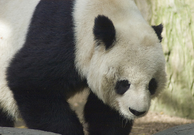 Les scientifiques doivent-ils faire des efforts pour sauver le panda d'une éventuelle extinction ? &copy; peroMHC, Flickr, cc by nc sa 2.0