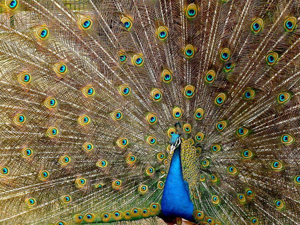 Les plumes du paon sont ornées d’ocelles, des taches à l’allure d’œil. © Jebulon, Wikipédia, GNU 1.2