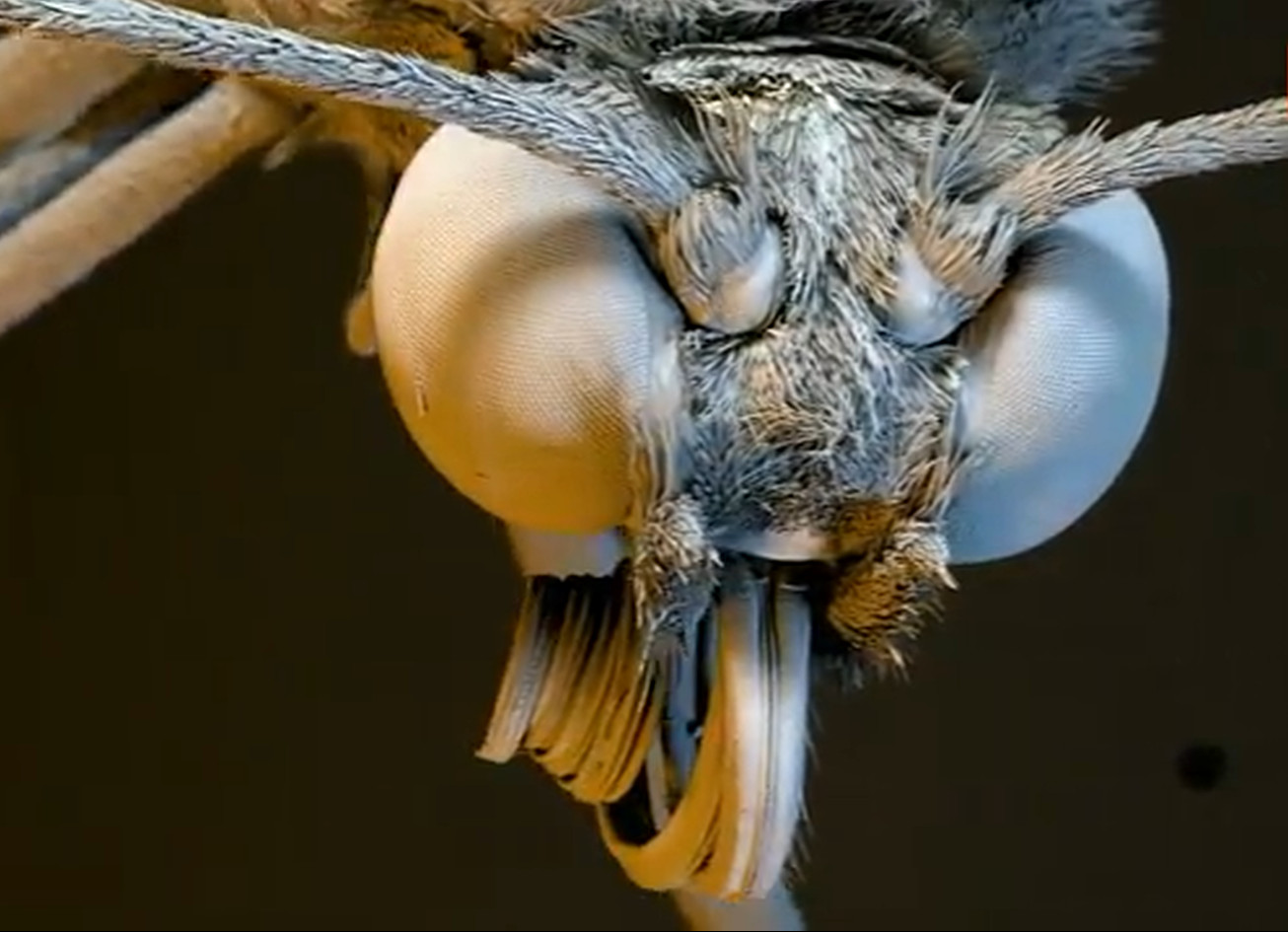 La tête d'un papillon aux ailes de verre vue par microscope électronique à balayage. © Capture d'écran, Barcroft TV, YouTube