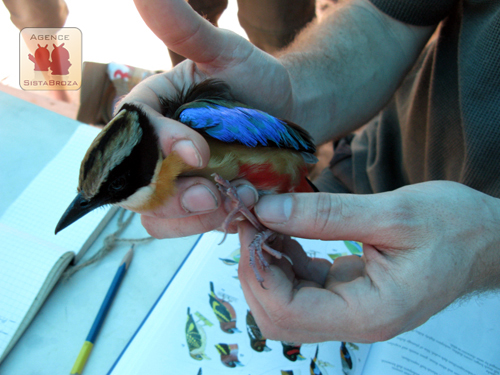 Des filets suspendus ont été placés afin de collecter des oiseaux pour en réaliser des mesures et identifications. Ils ont ensuite été relâchés. © Johann Haug/SBP