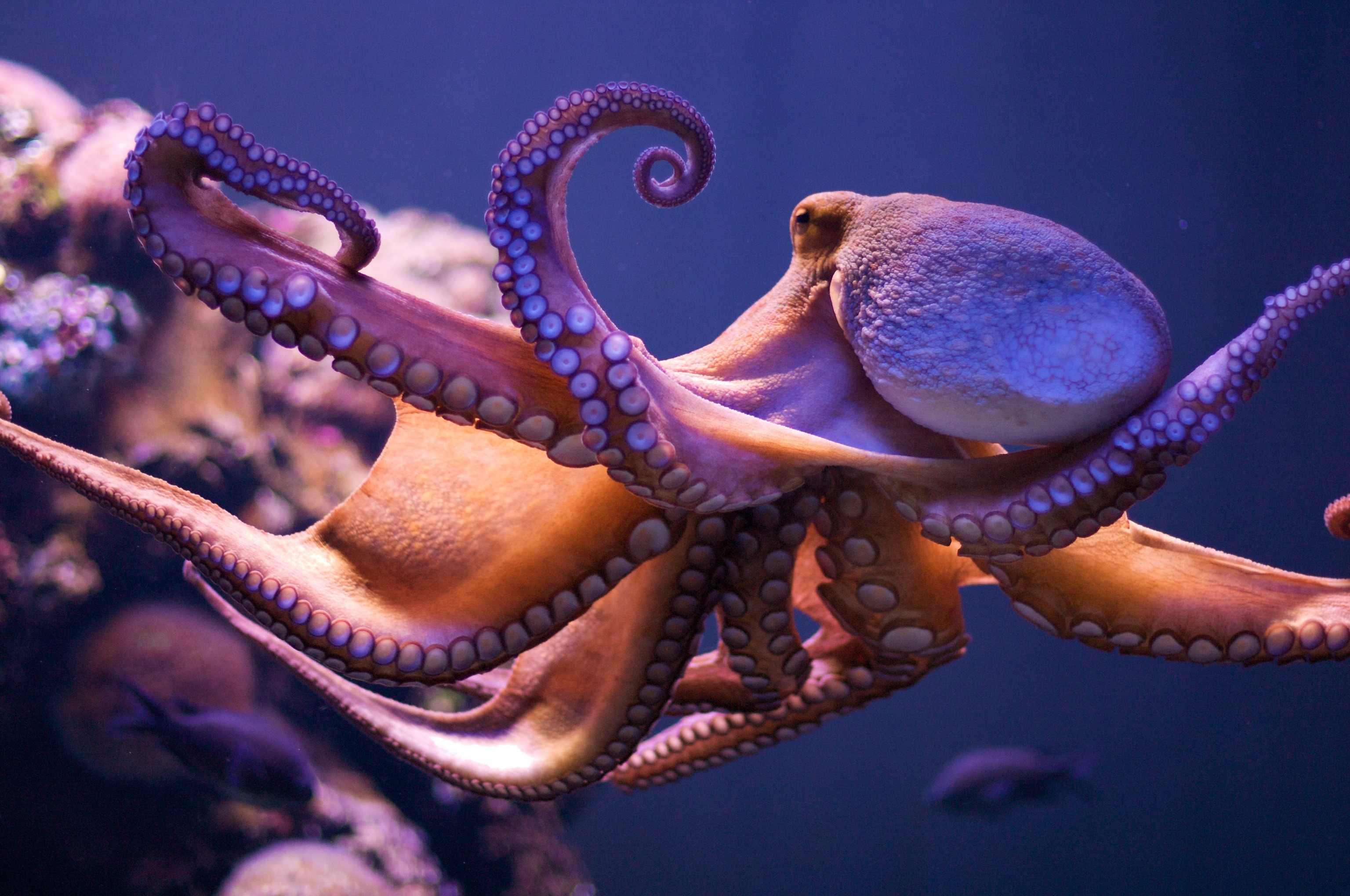 Voisins des seiches et des calmars, des céphalopodes qui ont dix bras, les octopodes en ont huit. Ces as du camouflage, capables de se faufiler dans les fonds rocheux, sont remarquablement intelligents. © Morten Brekkevold, Flickr, cc by nc sa 2.0