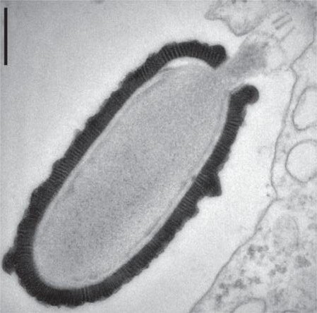 Les pithovirus ressemblent à des bactéries ou à des pandoravirus… mais ne sont ni les unes ni les autres. Ils forment donc un groupe de virus géants à part. La barre représente 200 nm. © M. Legendre et al., Pnas