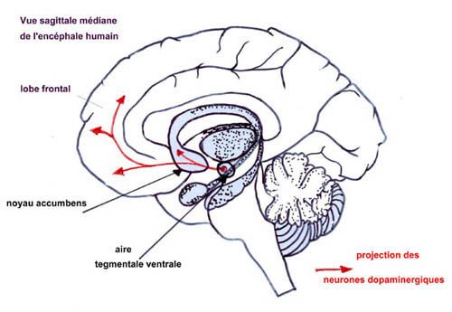 Circuit de la dopamine dans le cerveau. Crédit : Institut National de Recherche Pédagogique (INRP)
