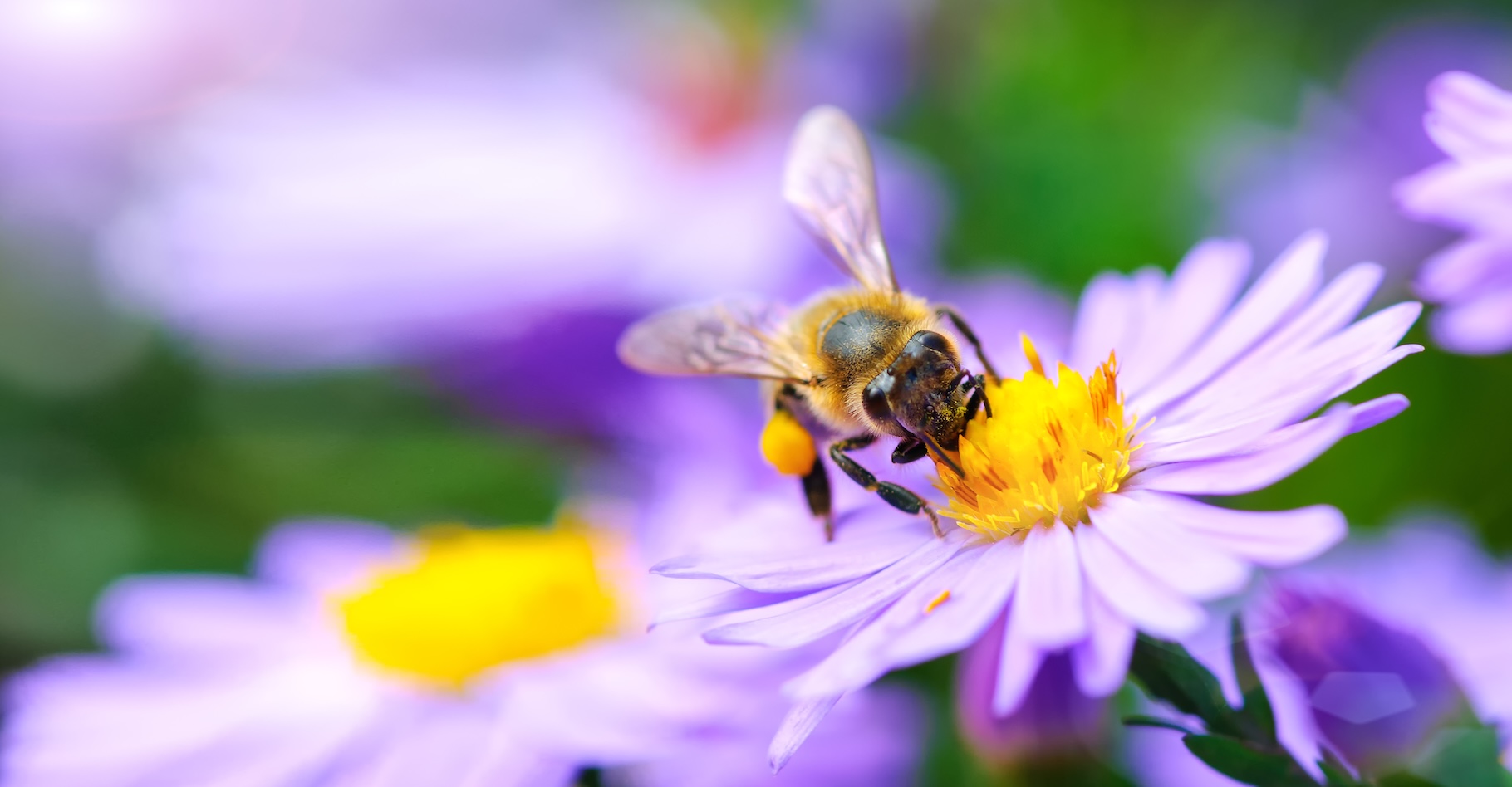 Des chercheurs de l’université de Turin (Italie) montrent comment des plantes réagissent aux bourdonnements des abeilles pour optimiser leurs chances de pollinisation. © miroslavmisiura, Adobe Stock
