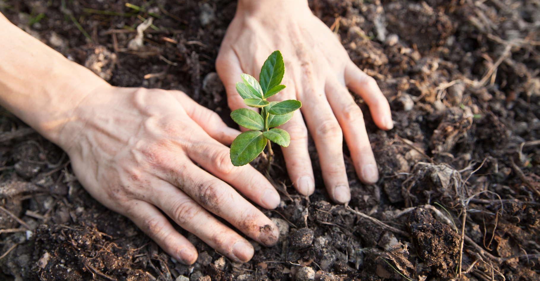 Des chercheurs de l’université du Vermont (États-Unis) signalent que le risque est grand de manquer de semis et de variétés pour planter autant d’arbres que prévu par les gouvernements. © carbondale, Adobe Stock