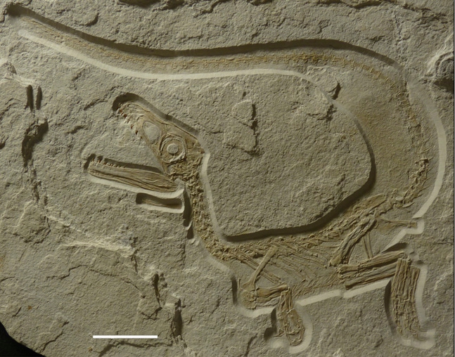 Cette photographie a été prise sur le site de la découverte du&nbsp;Sciurumimus albersdoerferi juvénile. Il s'agirait de la première mise au jour d'un&nbsp;squelette complet&nbsp;de mégalosauridé. L'animal était conservé dans une roche calcaire.&nbsp;©&nbsp;Rauhut et al. 2012,&nbsp;Pnas 
