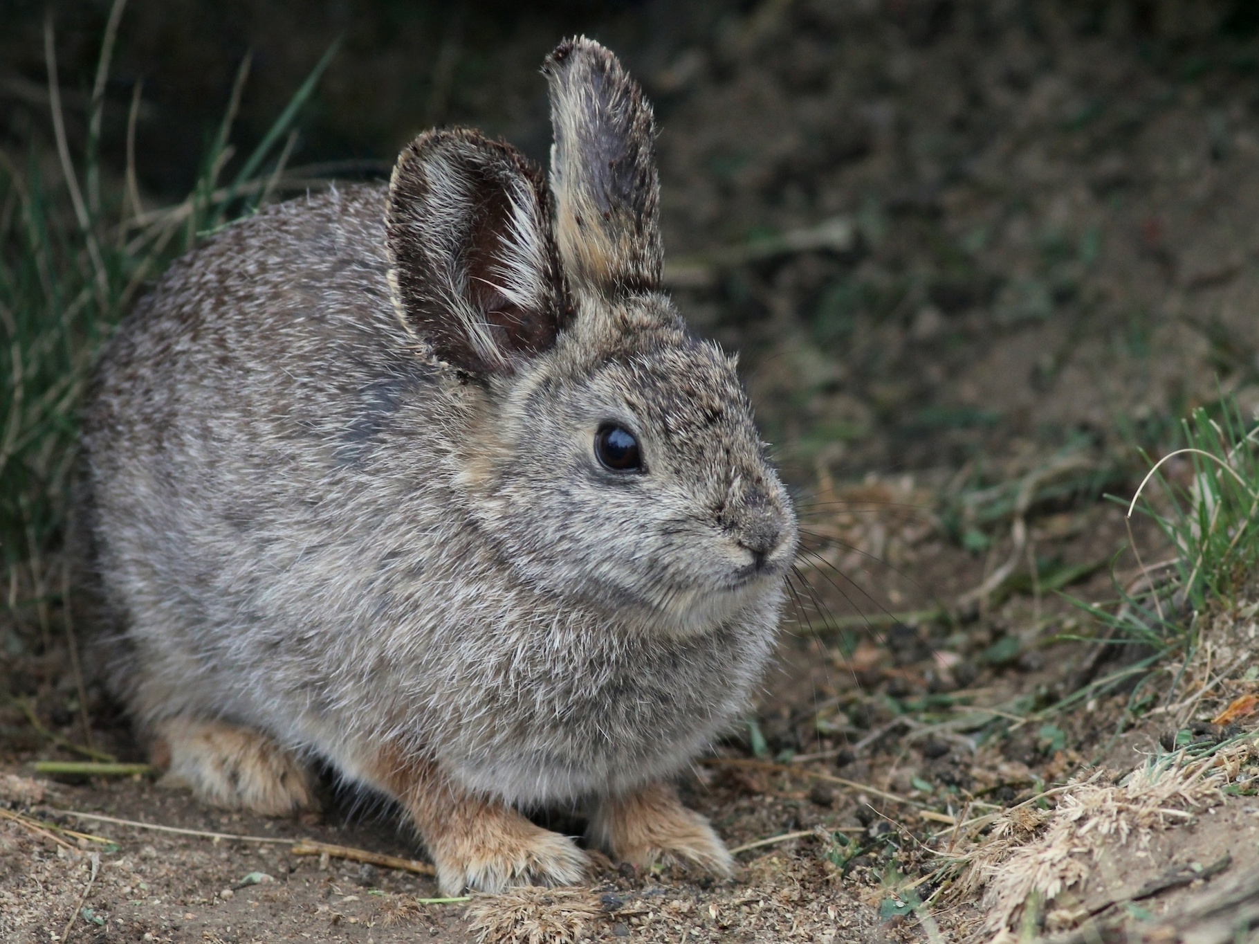 Le plus petit lapin du monde est en danger. Les scientifiques tentent le tout pour le tout pour le sauver. © randimal, Adobe Stock